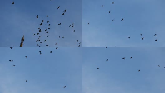 鸟在蓝天飞翔高清在线视频素材下载