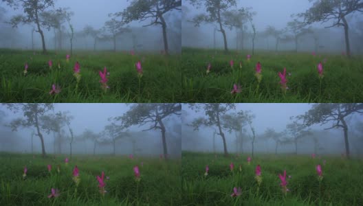 迷雾雨林中的暹罗郁金香高清在线视频素材下载