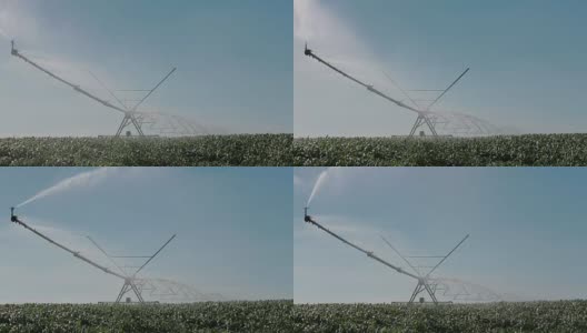农业古图拉雷加农场洒水器高清在线视频素材下载