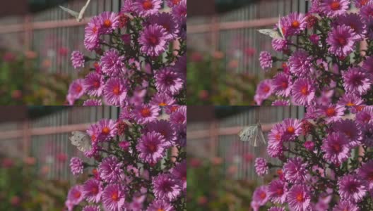 超级慢镜头蝴蝶和蜜蜂在花园里的花高清在线视频素材下载