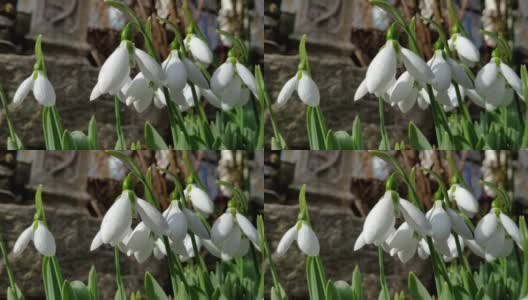 在房子前面的花园里，春天的风中点缀着绿茎的白色雪花莲高清在线视频素材下载