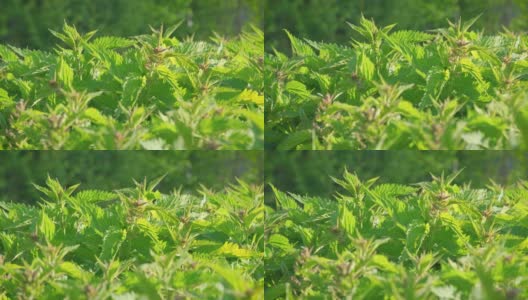阳光照在新鲜的荨麻上——荨麻(Urtica dioica)，相机滑过许多绿叶高清在线视频素材下载