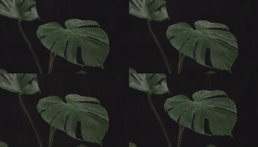 绿色的叶子与黑色背景上的水滴。高清在线视频素材下载