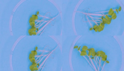 俯视图的几个芽在一个培养皿旋转蓝色背景。基因工程和克隆领域的实验室研究高清在线视频素材下载