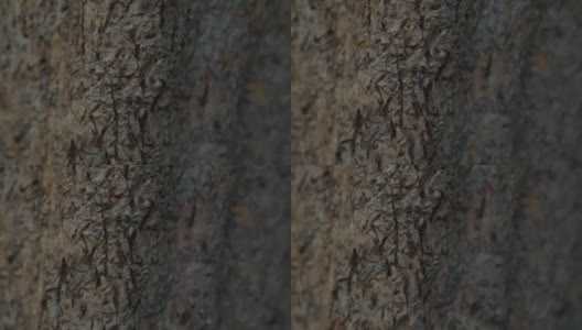 木，石的微距镜头。树干、树木材料的特写细节镜头。自然的概念。高清在线视频素材下载