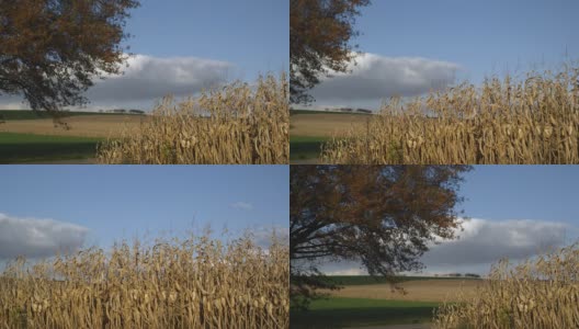 农业收成景观高清在线视频素材下载