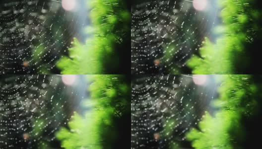 带镜头光晕的蜘蛛网在户外高清在线视频素材下载