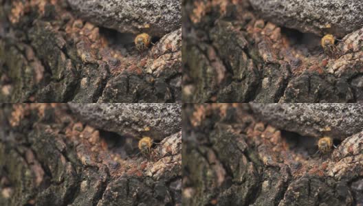 蜜蜂在树洞里工作高清在线视频素材下载