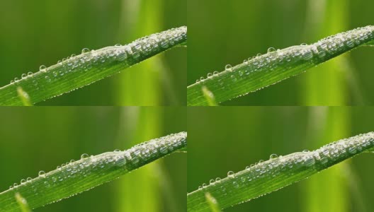 露水覆盖绿叶的微距镜头高清在线视频素材下载