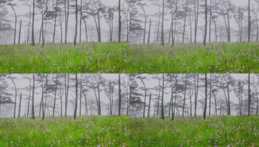 松林与雾和野花的田野高清在线视频素材下载