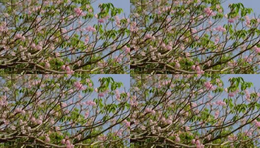 粉红色的喇叭树玫瑰花盛开在泰国的甘榜sean, Nakornpathom高清在线视频素材下载