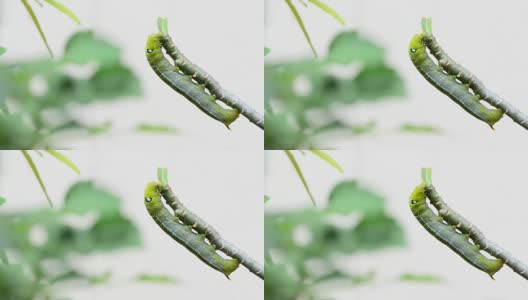 一条绿色的毛虫正在吃植物。高清在线视频素材下载