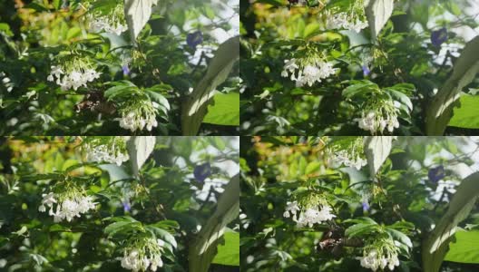 白花与蝴蝶高清在线视频素材下载