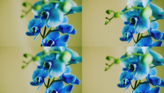 蓝色的兰花植物高清在线视频素材下载
