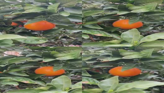 成熟的橙子在绿叶间的图像。高清在线视频素材下载