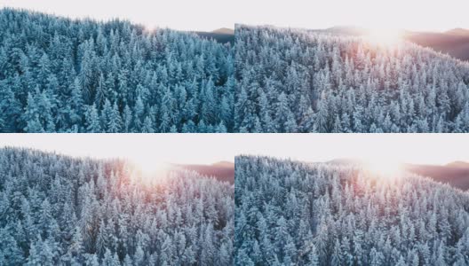 在日出时俯瞰白雪皑皑的松林的冬季鸟瞰图。高清在线视频素材下载