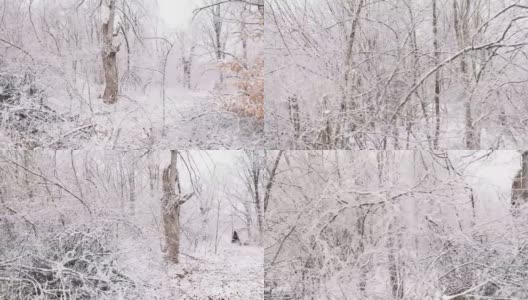 在寒冷的冬天树枝上结霜的落叶林高清在线视频素材下载