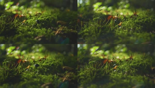 一只甲虫在森林苔藓上行走的4K电影镜头。（5）高清在线视频素材下载