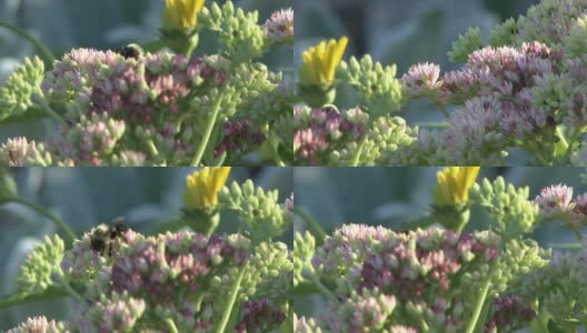 Honeybee probes pink flower高清在线视频素材下载