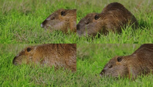 海狸鼠在草地上吃东西高清在线视频素材下载
