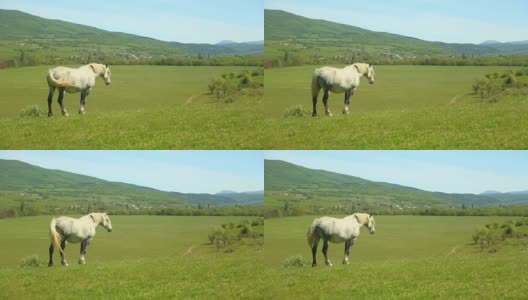 山地牧场上的马高清在线视频素材下载