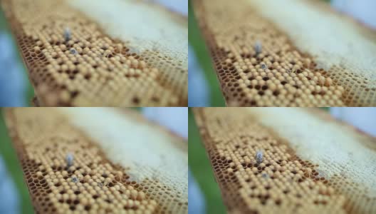 蜂箱上的蜜蜂高清在线视频素材下载