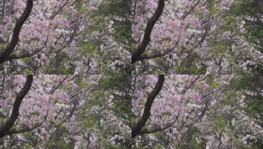 樱花:花季在花瓣飘落时结束高清在线视频素材下载