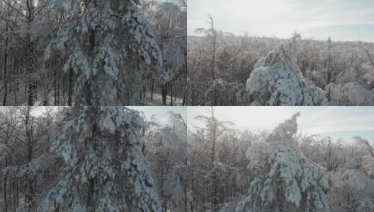 冬天的森林在雪地里被阳光的光芒照亮高清在线视频素材下载