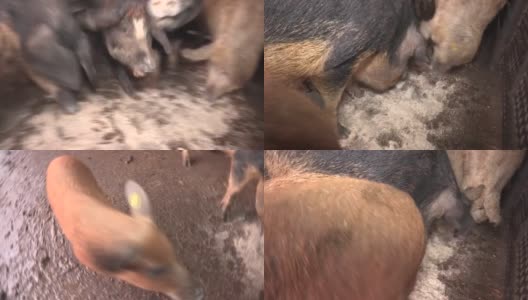 当地一户人家养的木炭猪，对打扰他们吃饭的客人很好奇高清在线视频素材下载