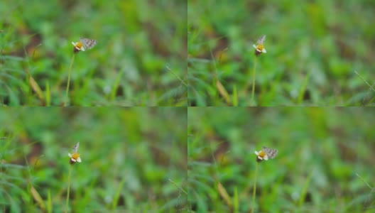一只蝴蝶正在采集花蜜，背景自然模糊。有选择性的重点。蝴蝶在花园里吹着风。自然背景高清在线视频素材下载