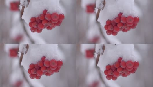 一束束红色的花楸枝上覆盖着第一场冬雪高清在线视频素材下载