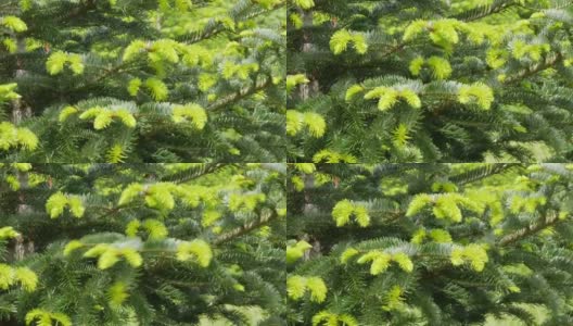 春天或夏天，圣诞树上嫩绿的新树枝在风中摇曳高清在线视频素材下载