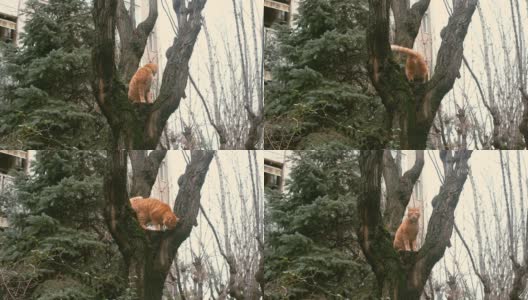一只可爱的小猫坐在树枝上，从树上向下看，观察着后院高清在线视频素材下载