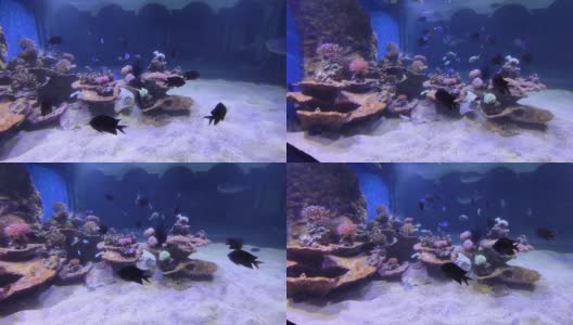 那不勒斯-动物站水族馆里的黑色扳机鱼高清在线视频素材下载