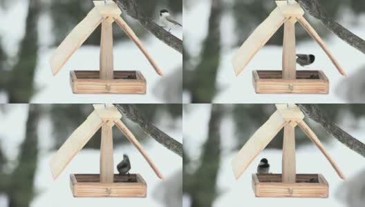 小鸟在小木屋里觅食高清在线视频素材下载