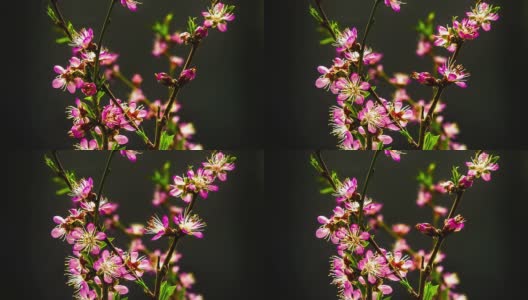 葡萄园桃花高清在线视频素材下载