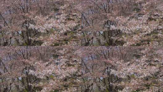 吉野樱桃树上飞舞的花瓣和摇摆的枝条高清在线视频素材下载