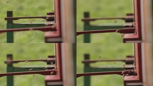 飞舞的蜜蜂围着蜂箱高清在线视频素材下载