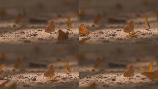 大自然中的蝴蝶。高清在线视频素材下载