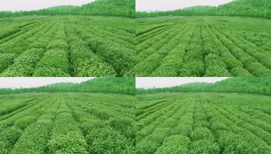 天空，茶树，山丘和农场，实时。高清在线视频素材下载