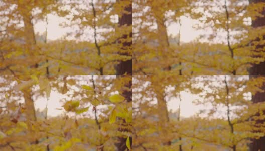 慢镜头:秋叶飘落高清在线视频素材下载