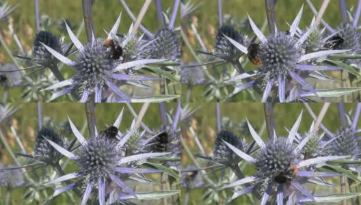 蓟上的蜜蜂高清在线视频素材下载
