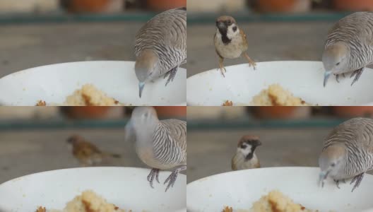 特写:碗上斑马鸽和树麻雀高清在线视频素材下载