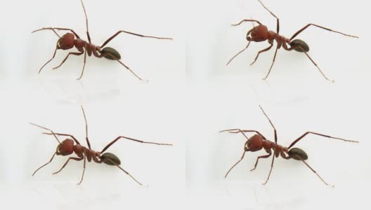 巨大的红蚂蚁高清在线视频素材下载