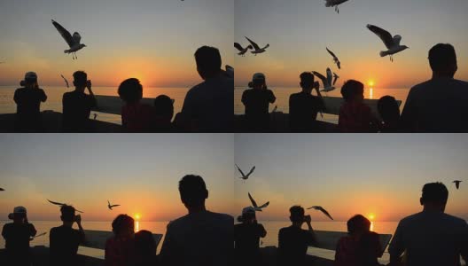 日落时分，海港上海鸥、海鸥和海鸥的身影高清在线视频素材下载