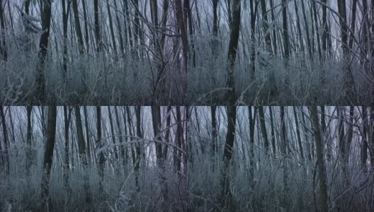 迷雾冬日森林，摄影车拍摄高清在线视频素材下载