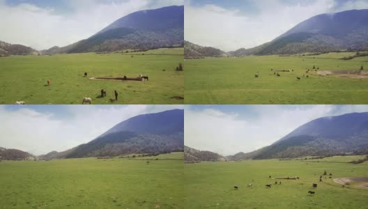 无人机鸟瞰意大利风景:野地里的野马高清在线视频素材下载