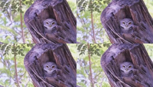 美丽的猫头鹰藏在树上高清在线视频素材下载
