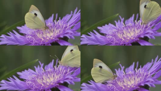 以花蜜进食的大白蝶或白菜蝶高清在线视频素材下载