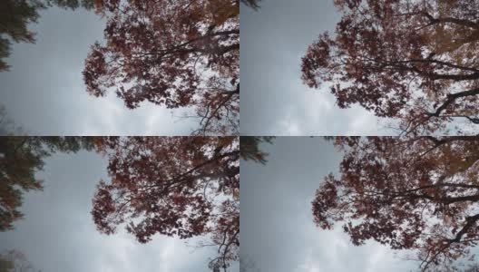 韩国的秋天正落叶如织。在韩国，秋叶之美被称为“枫叶之旅”。高清在线视频素材下载
